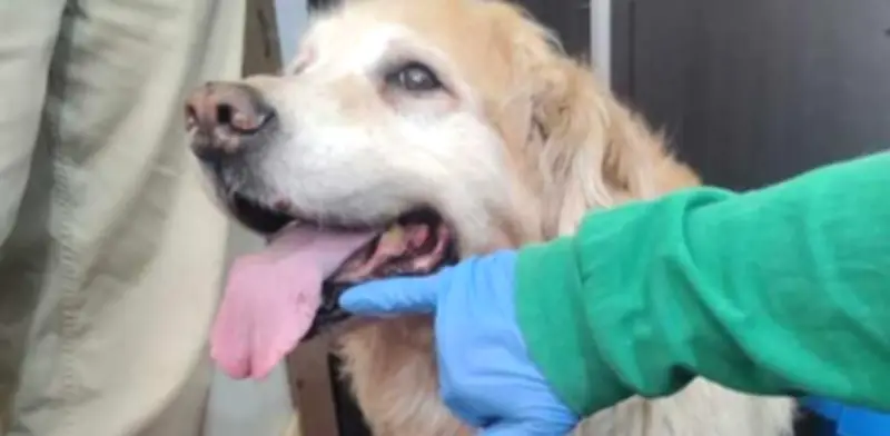 Fiscalía imputa cargos por maltrato animal en casos de Samantha y Mila en Bogotá