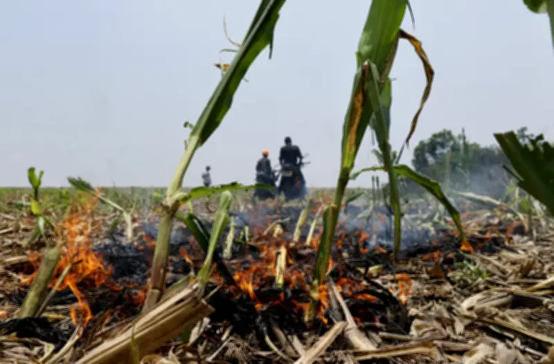 Fiscalía llama a juicio a 12 menonitas por graves delitos ambientales en el Meta