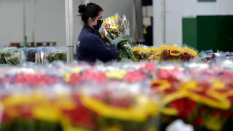 Flores colombianas adornan el Capitolio de Washington antes del Día de San Valentín