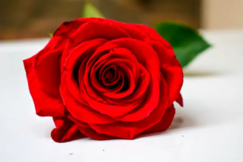 Flores en Bogotá: El Nuevo Significado del Día Internacional de la Mujer en la Capital