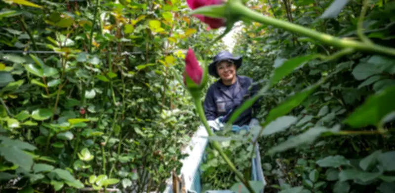 Floricultores colombianos enfrentan triple desafío en San Valentín: dólar bajo, salario alto y aranceles