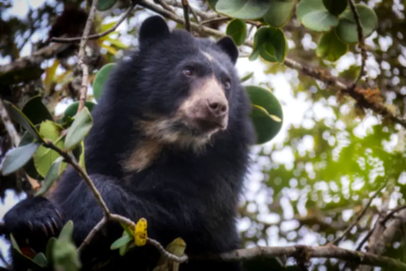 Funcionarios de la CAR amenazados y disparados durante protección del oso andino en Cundinamarca
