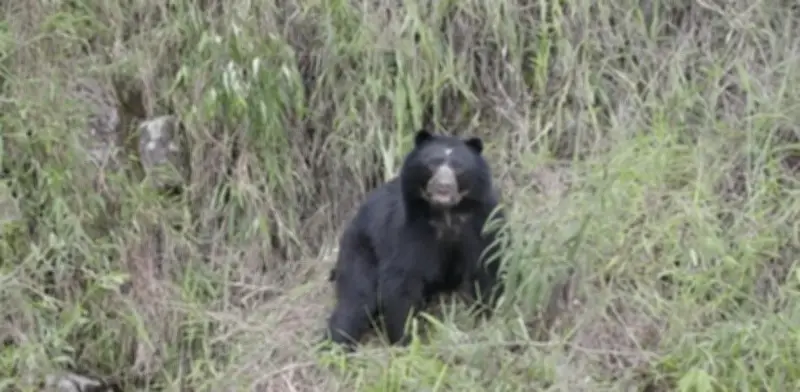 Funcionarios de la CAR sufren disparos y amenazas durante operativo de protección del oso andino en Villapinzón