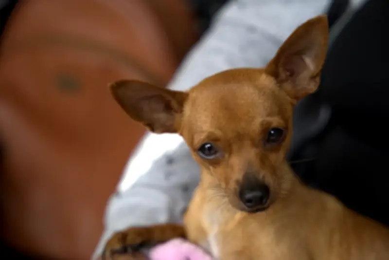 Fundación animalista en Cali busca desesperadamente nuevo hogar para más de 60 animales rescatados