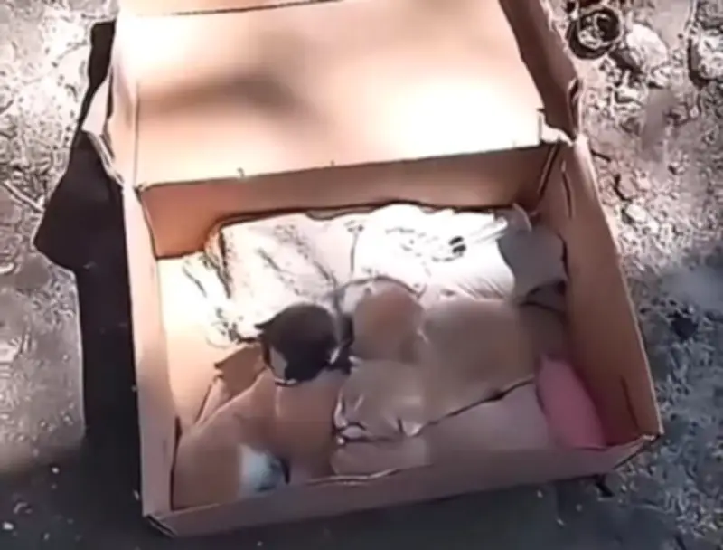 Fundación rescata gatitos recién nacidos abandonados en Santa Marta y pide ayuda urgente