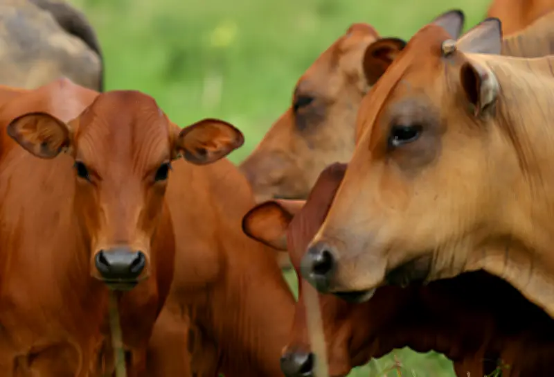 Ganadería en Colombia: Entre la demanda mundial y los cuestionamientos ambientales