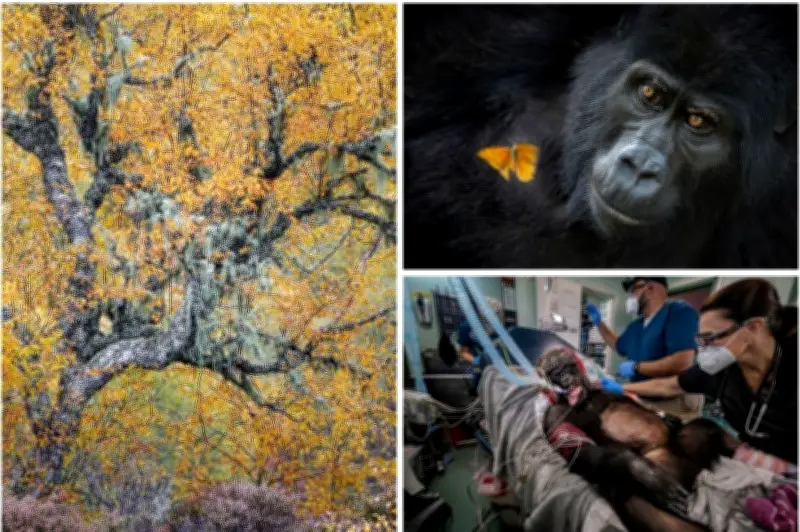 Ganadores del Concurso de Fotografía de Naturaleza 2026: Imágenes que Capturan la Esencia de Colombia