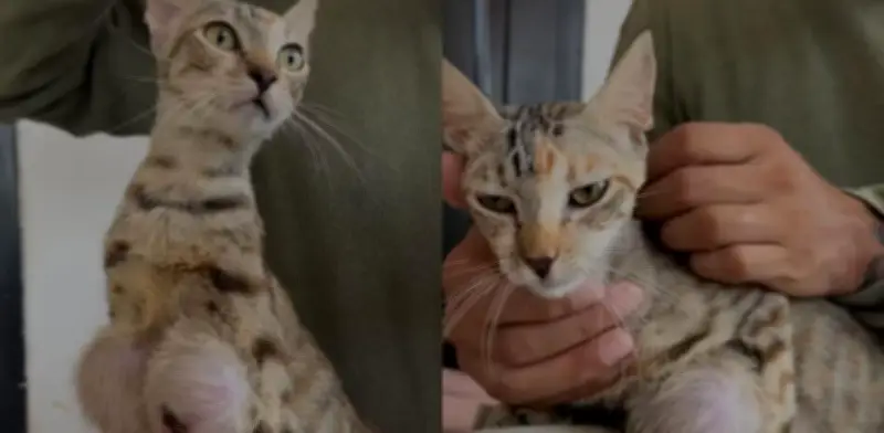 Gata Esmeralda: abandonada tras suministrarle pastillas anticonceptivas humanas