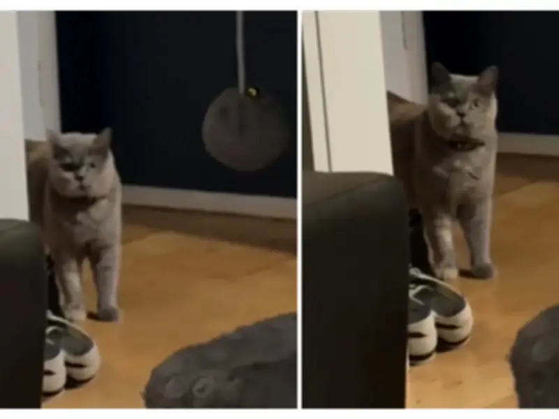 Gata Violet se vuelve viral en Australia por su confusión durante el Ramadán familiar