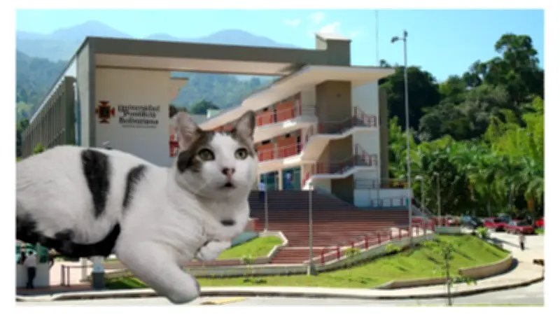 Gato Pontificio recibe carné simbólico tras ser adoptado por la Universidad Pontificia Bolivariana