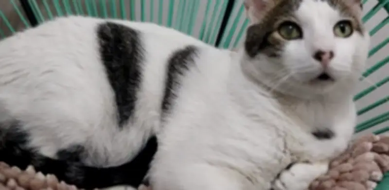 Gato Pontificio se gradúa con honores en la UPB de Medellín y recibe carné estudiantil oficial