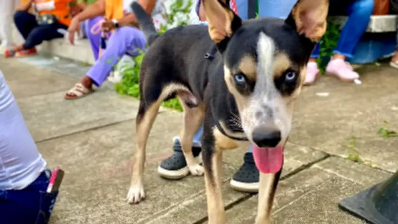 Gobernación de Antioquia despliega brigadas veterinarias para proteger animales en el Urabá