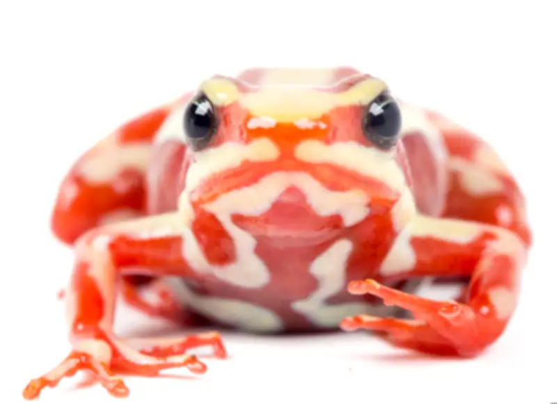 Gobiernos europeos acusan a Rusia de usar toxina de rana suramericana para asesinar a Navalni