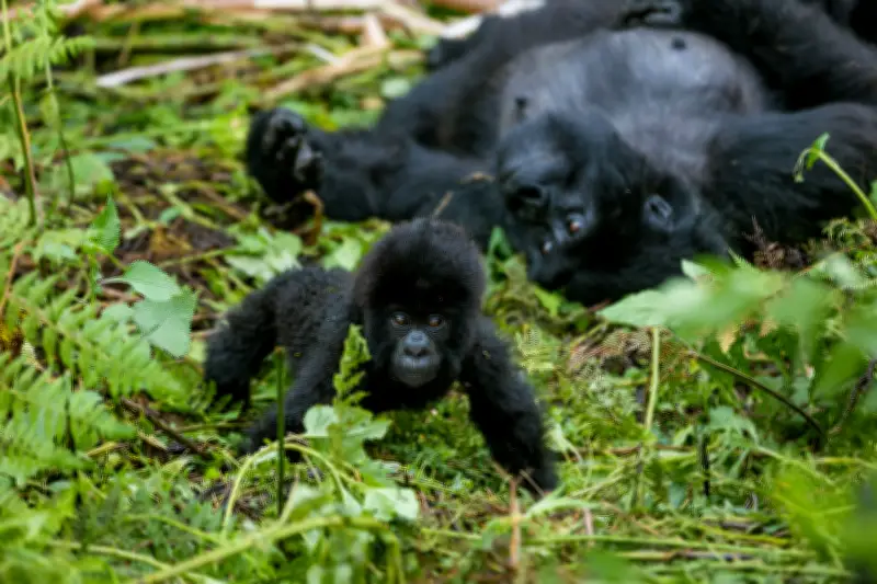 Gorilas de montaña en Ruanda: turismo regulado como estrategia de conservación