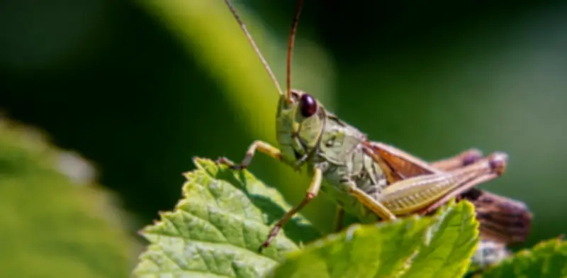 Grillos en casa: significado según Feng Shui y explicación biológica de su presencia