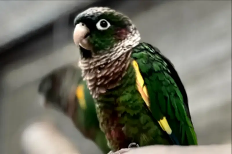 Hallan en el Huila al periquito aliamarillo, ave endémica y vulnerable de Colombia