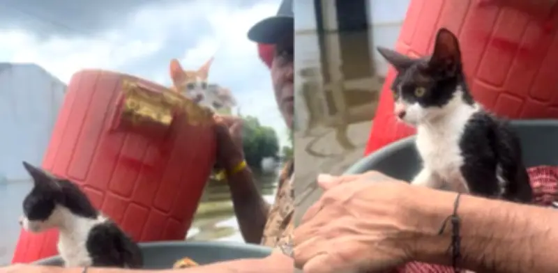 Hombre rescata a sus gatos y aves de corral en baldes durante inundaciones en Córdoba