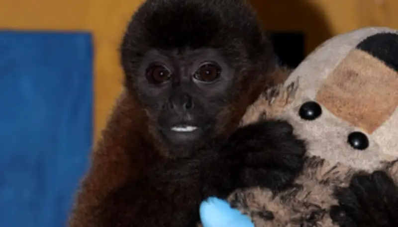 Huila: Cría de mono churuko se aferra a peluche tras ser separada de su madre