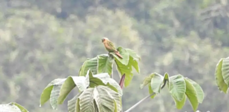 Huila registra por primera vez a la cotorra pechiparda, especie endémica y amenazada de Colombia