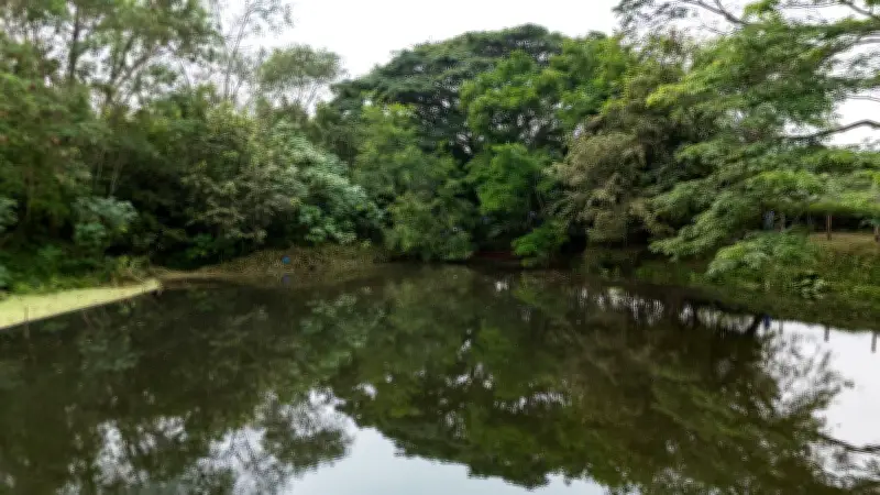 Humedal Platanares en Yumbo: ejemplo de recuperación ambiental en el Día Mundial de los Humedales