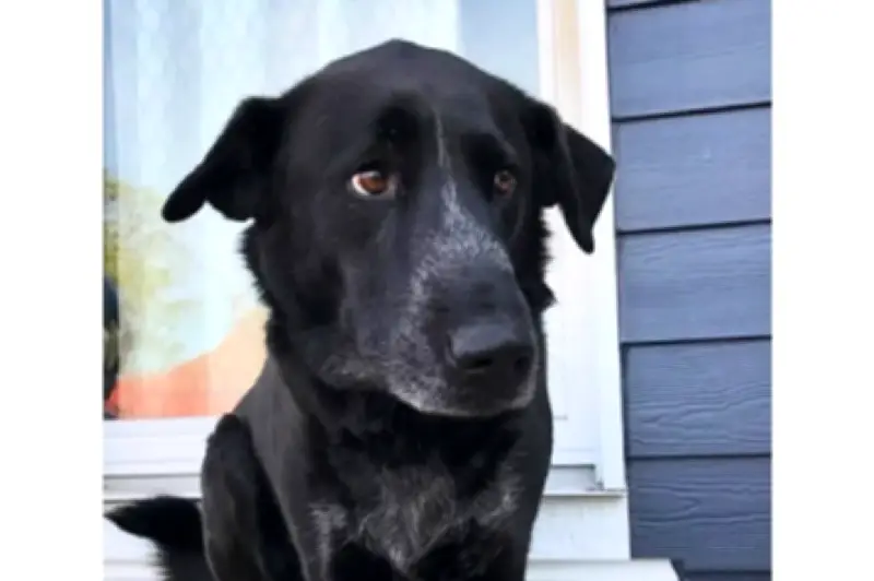 Imágenes de perro que envejeció 10 años conmueven a miles en redes sociales