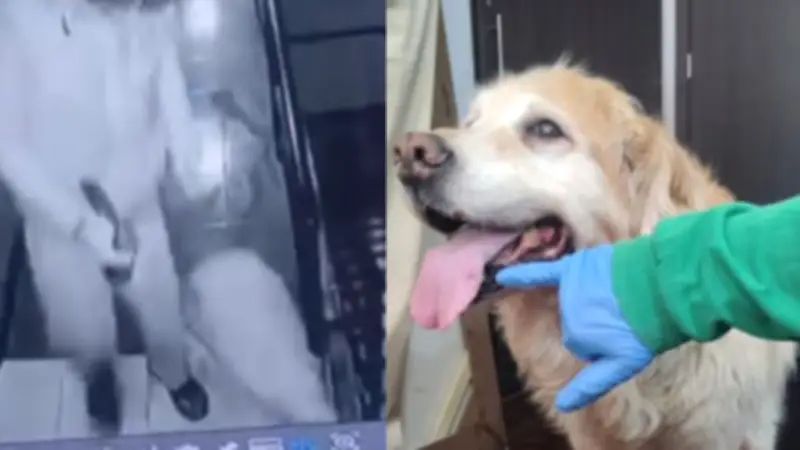 Imputan a agresor de perrita 'Samantha' en Bogotá por maltrato animal grave