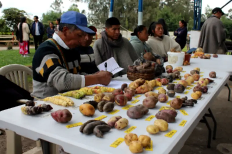 Indígena Pastos en Nariño conserva 130 variedades de papa para enfrentar cambio climático
