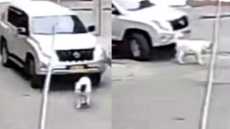 Indignación en Bogotá por muerte de perrita Akita arrollada por camioneta