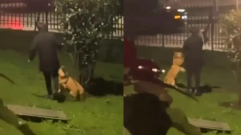 Indignación en Bogotá por video de hombre pateando a su perro en conjunto residencial