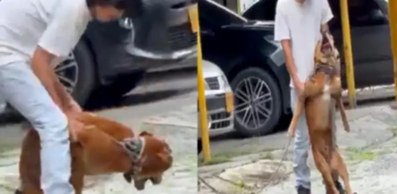 Indignación en Buga por brutal maltrato animal captado en video viral