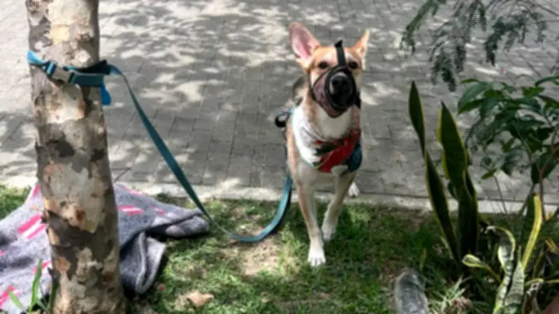 Indignación en Medellín por abandono de perrito en caso que conmueve a la ciudad