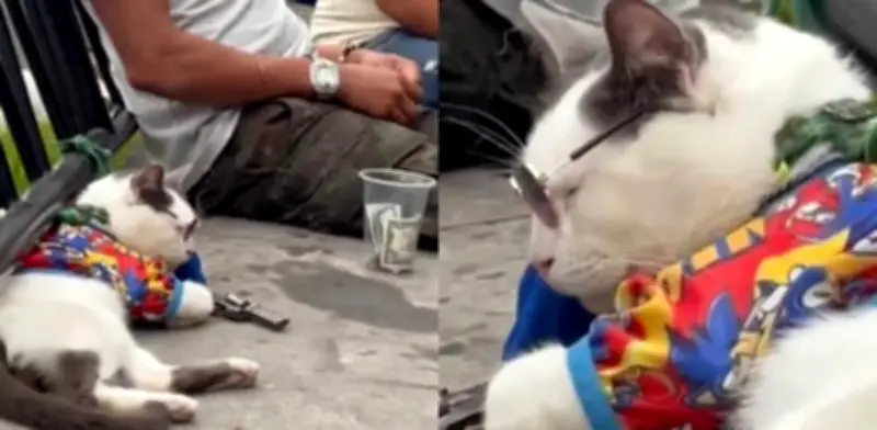 Indignación en Medellín por gato sedado usado para pedir propinas a turistas en Comuna 13