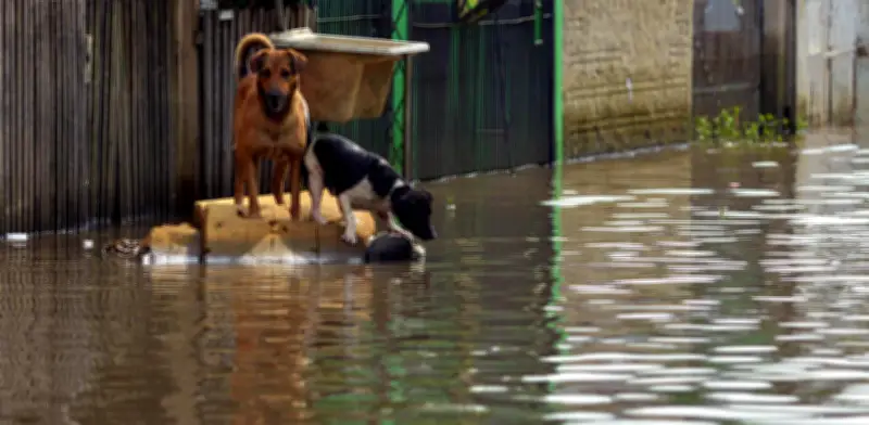 Inundaciones en Colombia: cómo proteger a mascotas y animales callejeros durante emergencias climáticas