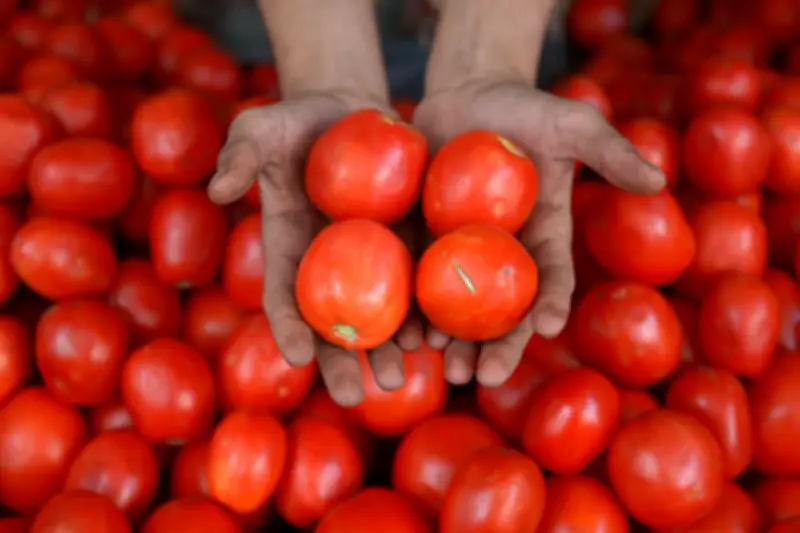 Inundaciones en Pakistán disparan precio del tomate a niveles récord en mercados
