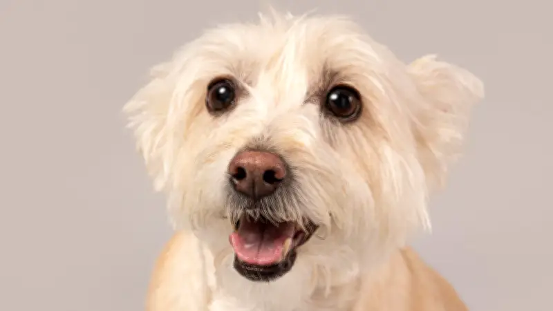 Investigación colombiana descubre genes vinculados al alzhéimer canino en perros mayores