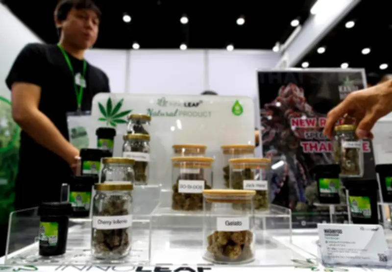 Invima tiene plazo hasta marzo para reglamentar el cannabis medicinal en Colombia