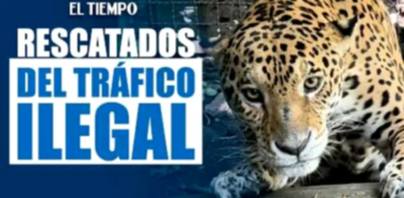 Jaguar y cinco guacamayas rescatadas del tráfico ilegal llegan al Parque de la Conservación de Medellín