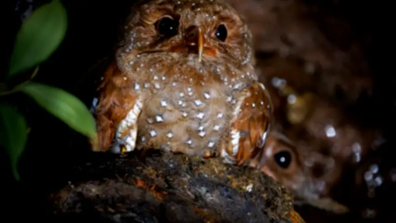 Jardín, Antioquia: el pueblo donde los guácharos se observan a plena luz del día