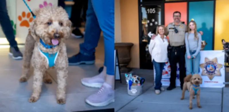 JetBlue, el perrito abandonado en aeropuerto de Nevada, encuentra hogar definitivo con policía