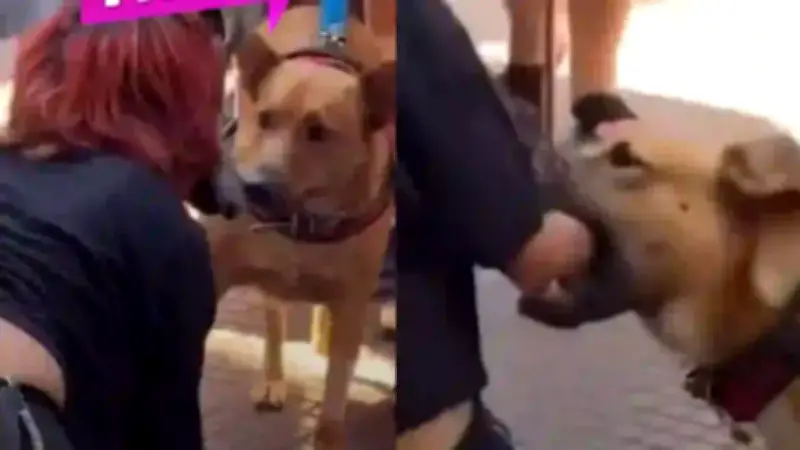Joven 'therian' es mordida por perro al intentar comunicarse: video viral reabre debate