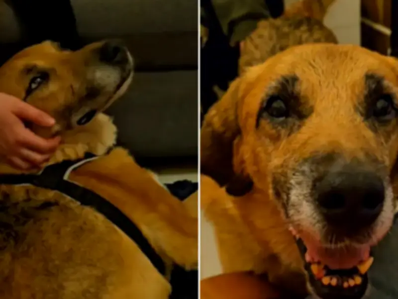 Kulek, el perro que esperó dos años en refugio, encuentra hogar definitivo en Polonia