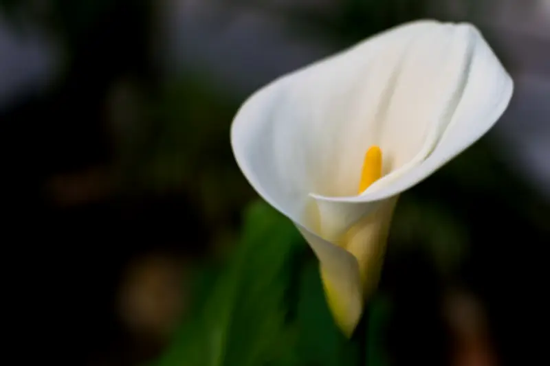 La cala: belleza ornamental y sorprendente capacidad para recuperación ambiental