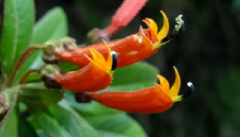 La Flor de Flamenco: Una Maravilla Nativa Colombiana que Atrae Colibríes