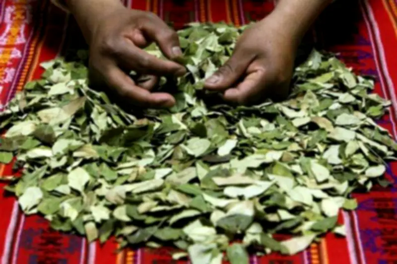 La hoja de coca: más que una planta, un símbolo cultural indígena en Colombia
