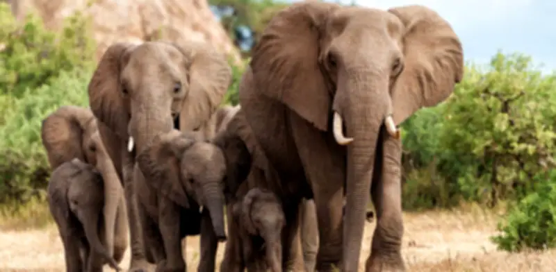 La trompa del elefante revela un sistema sensorial único: 'inteligencia material' en sus bigotes