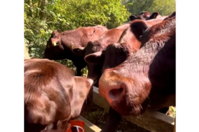 Labrador chocolate se vuelve viral al interactuar tiernamente con rebaño de vacas