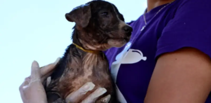 LAIKA moviliza 4 toneladas de alimento y activa centros de acopio en Medellín y Barranquilla por emergencia en Córdoba