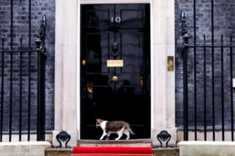 Larry, el gato de Downing Street, cumple 15 años superando a primeros ministros británicos