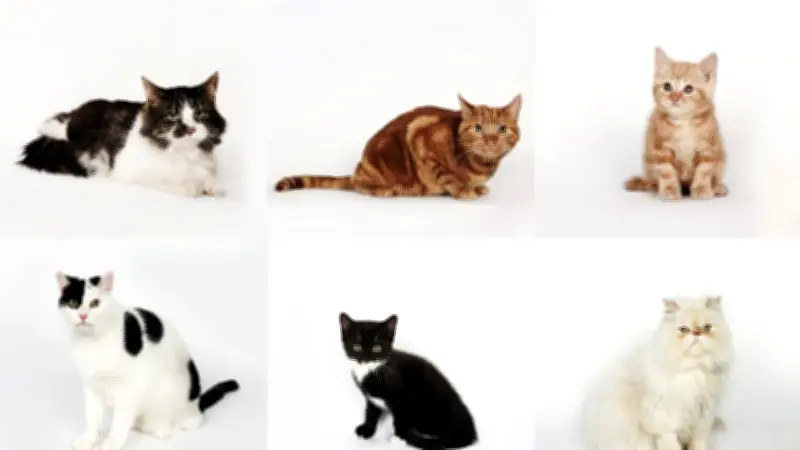 Las 10 razas de felinos más raras del mundo: desde el exótico ashera hasta el encantador cornish rex