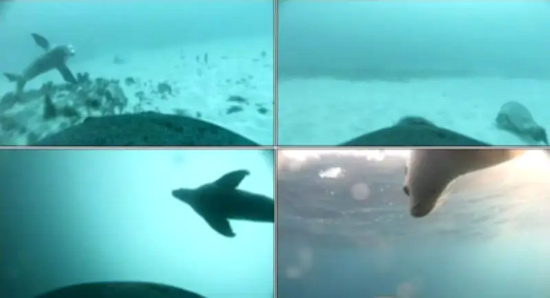 León marino australiano enseña a su cría a cazar en el fondo marino, revela estudio pionero